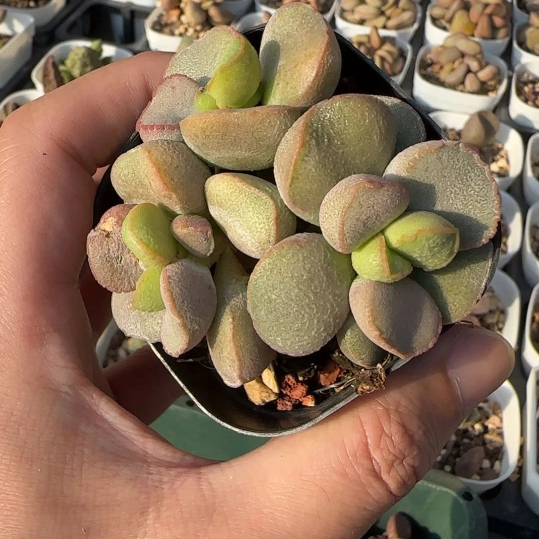 戴安娜水泡多肉植物