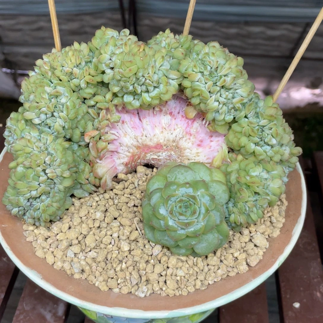 糯心冰魄缀化实生小树