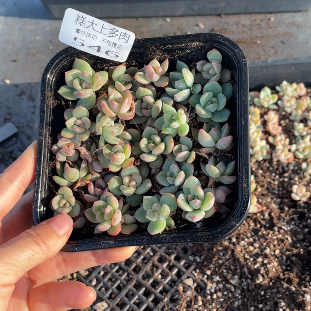 糕大上多肉植物546