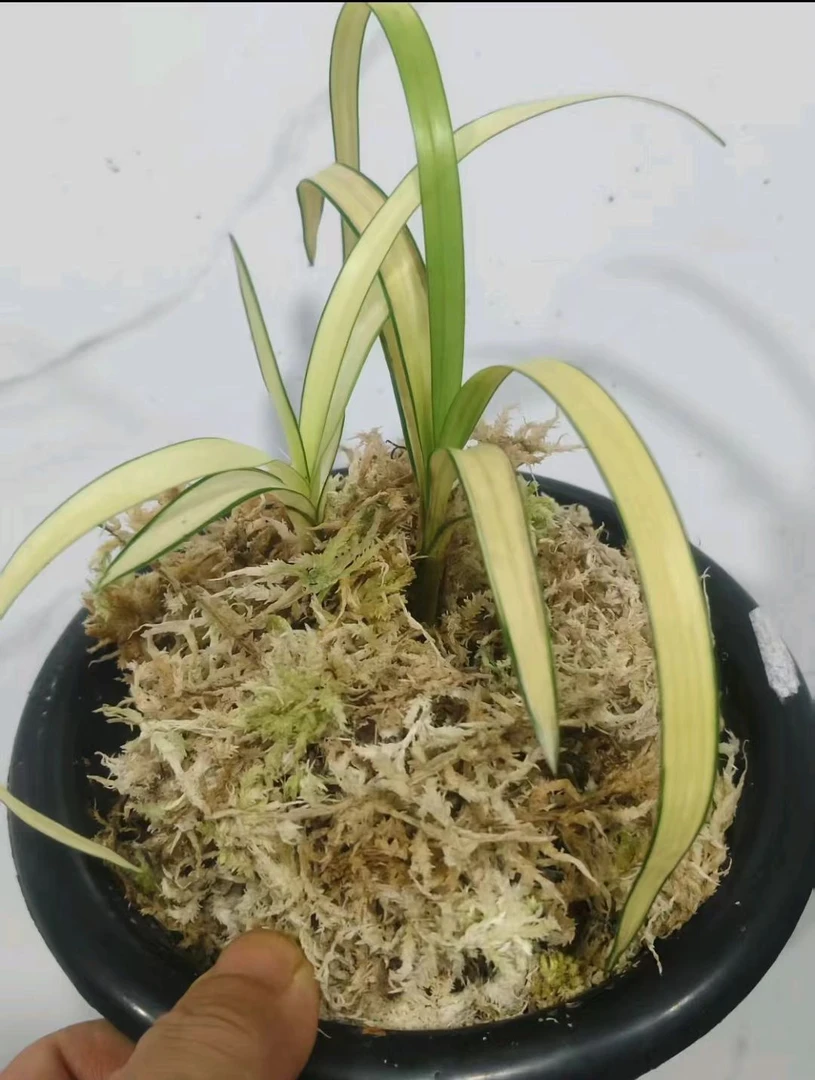 兰花艺草,一物一拍,100到200链接