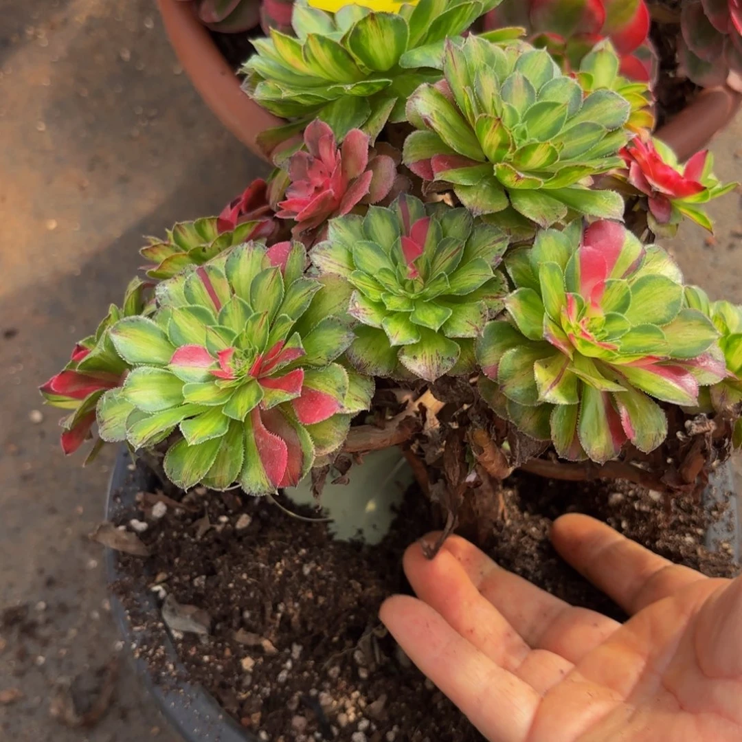 哈哈多肉葡萄821福利