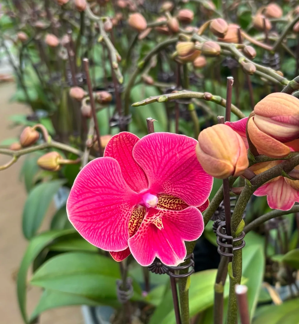 福利一颗不发《微瑕疵花木兰》蝴蝶兰-2.8杯苗子发货【凑2颗发货】