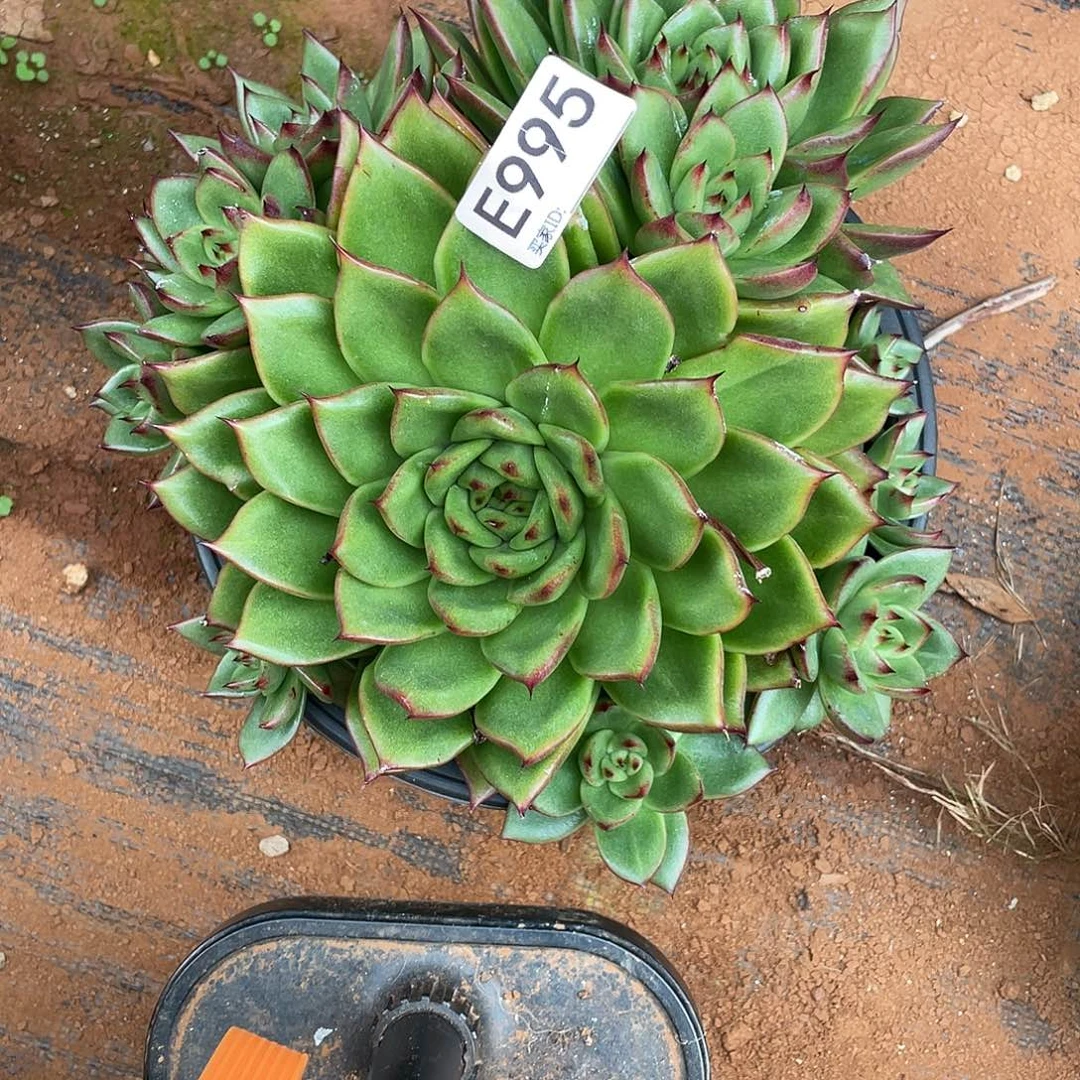 若如东云筐拍E995