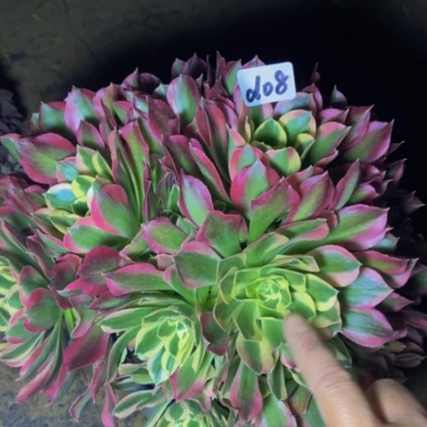 白凤多肉植物08多肉