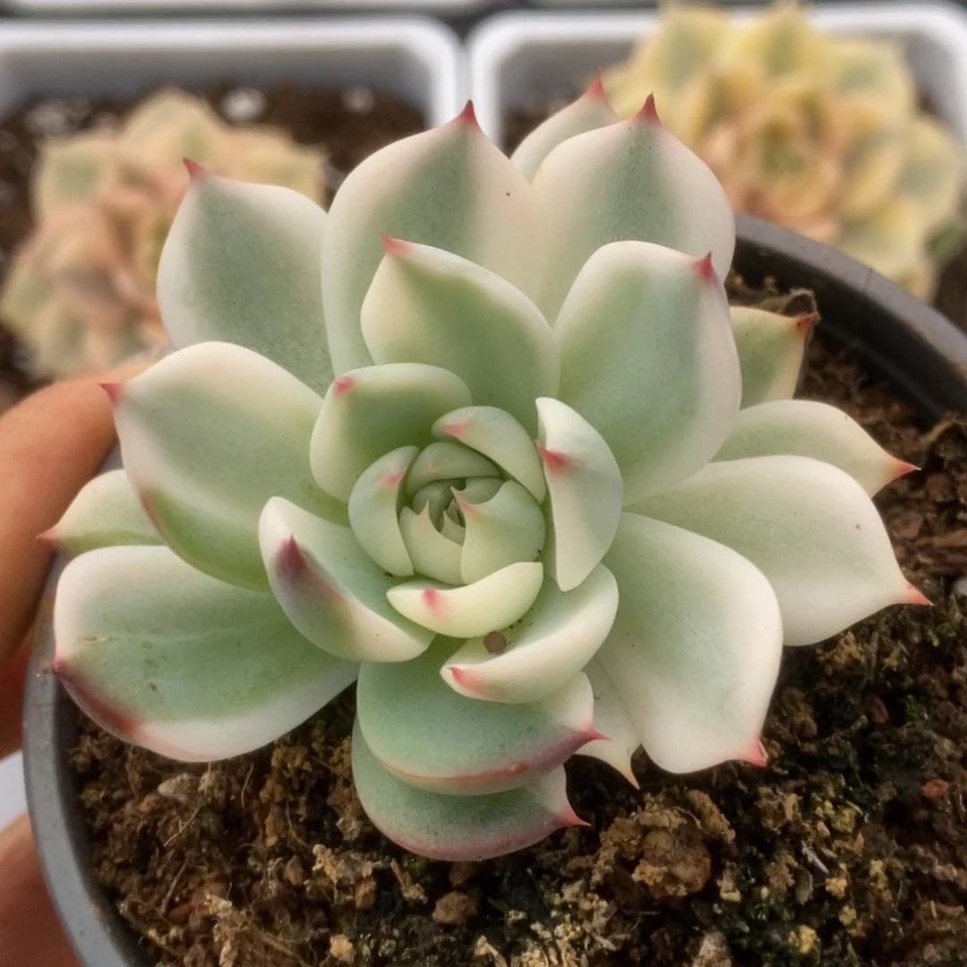 153锦锦锦锦锦锦锦锦锦