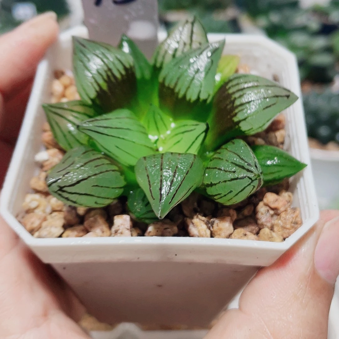 单头小西瓜带白盆发