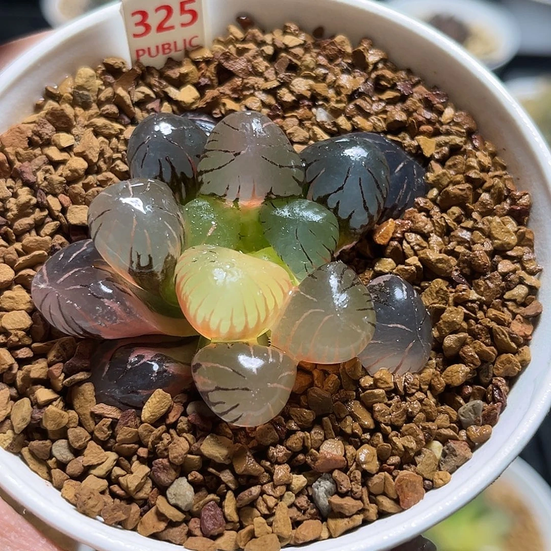 325孔明玉露锦福利福利