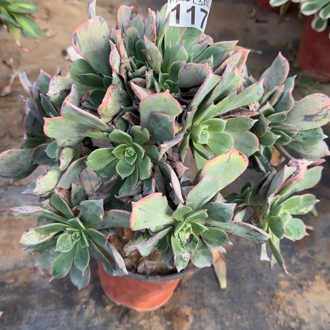 粉仙桃117满20包邮断枝不包会氧化黑斑