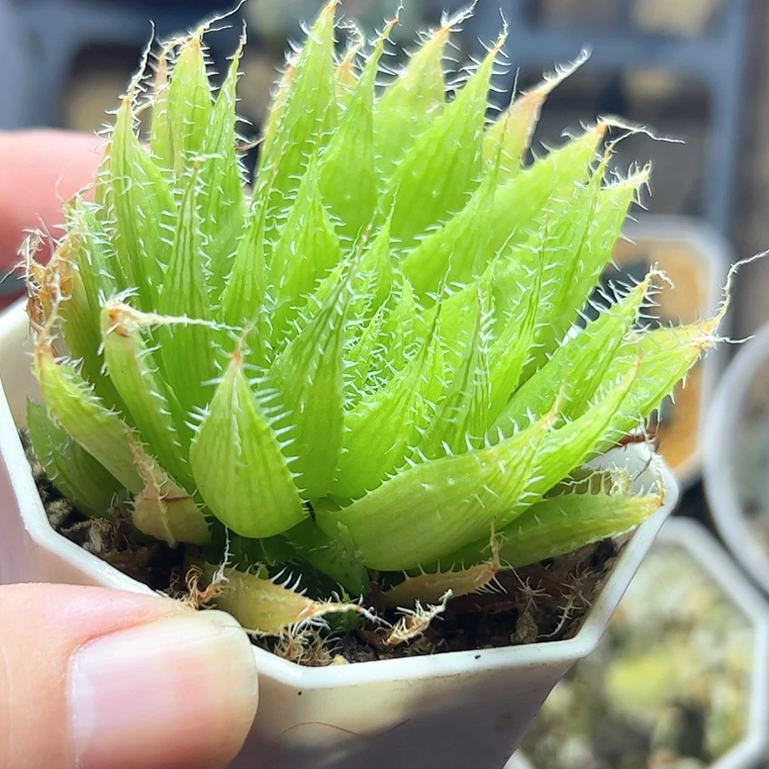 针管十二卷多肉植物