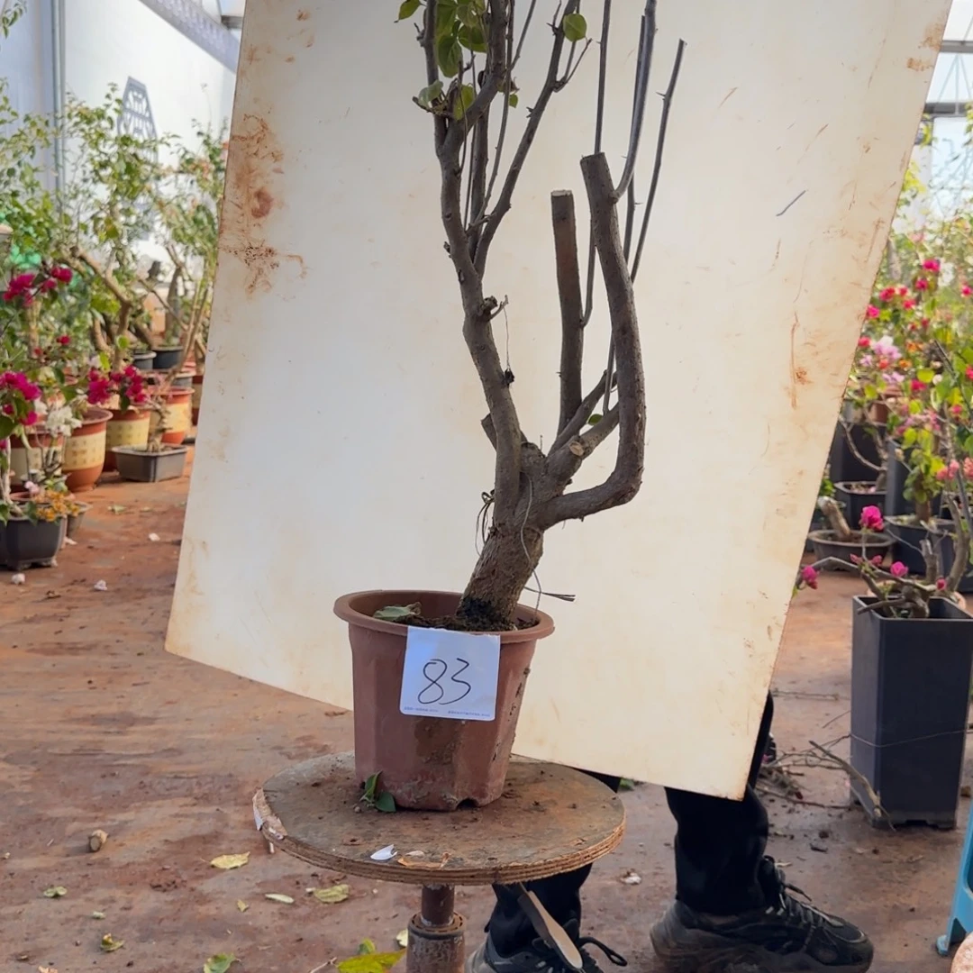 大部分开放少量花苞重瓣黄 83脱