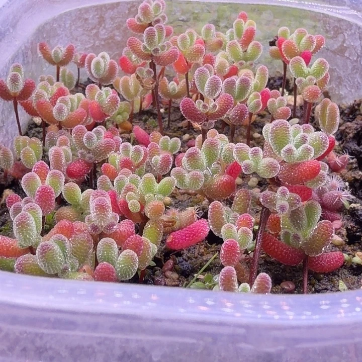 伊***熠227混合切糕。