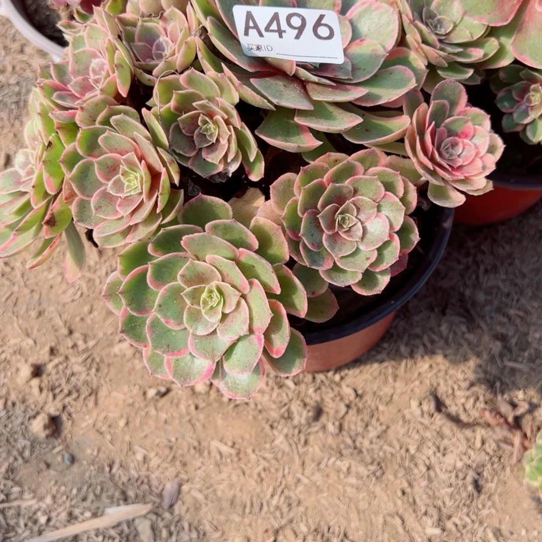 沉***默496粉花妖多肉植物法师