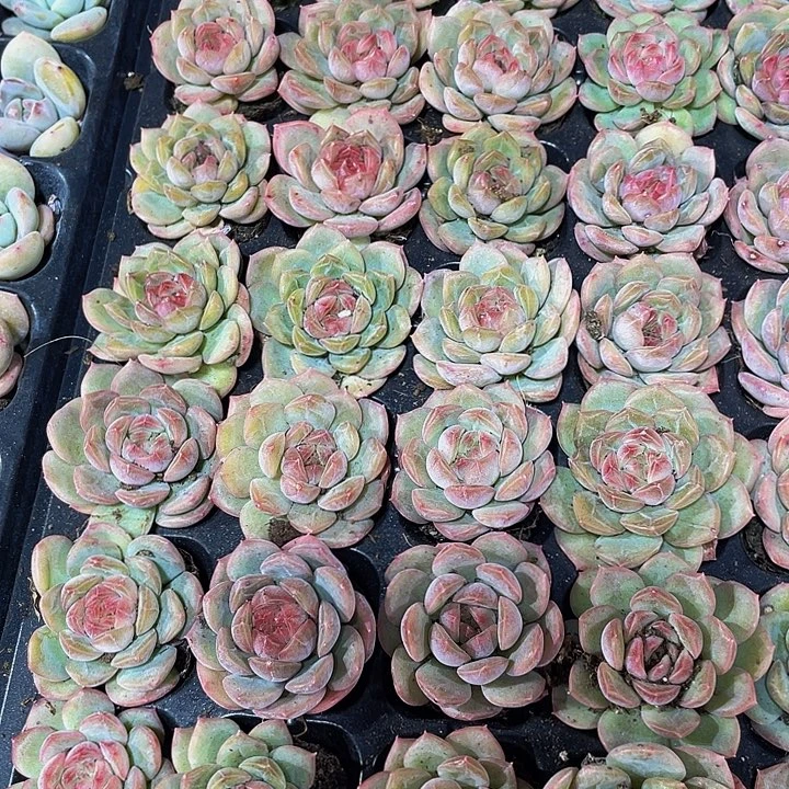 小琴心1元带土发货