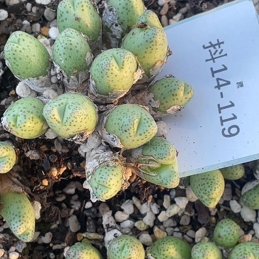 千***n14-119肉锥多肉植物