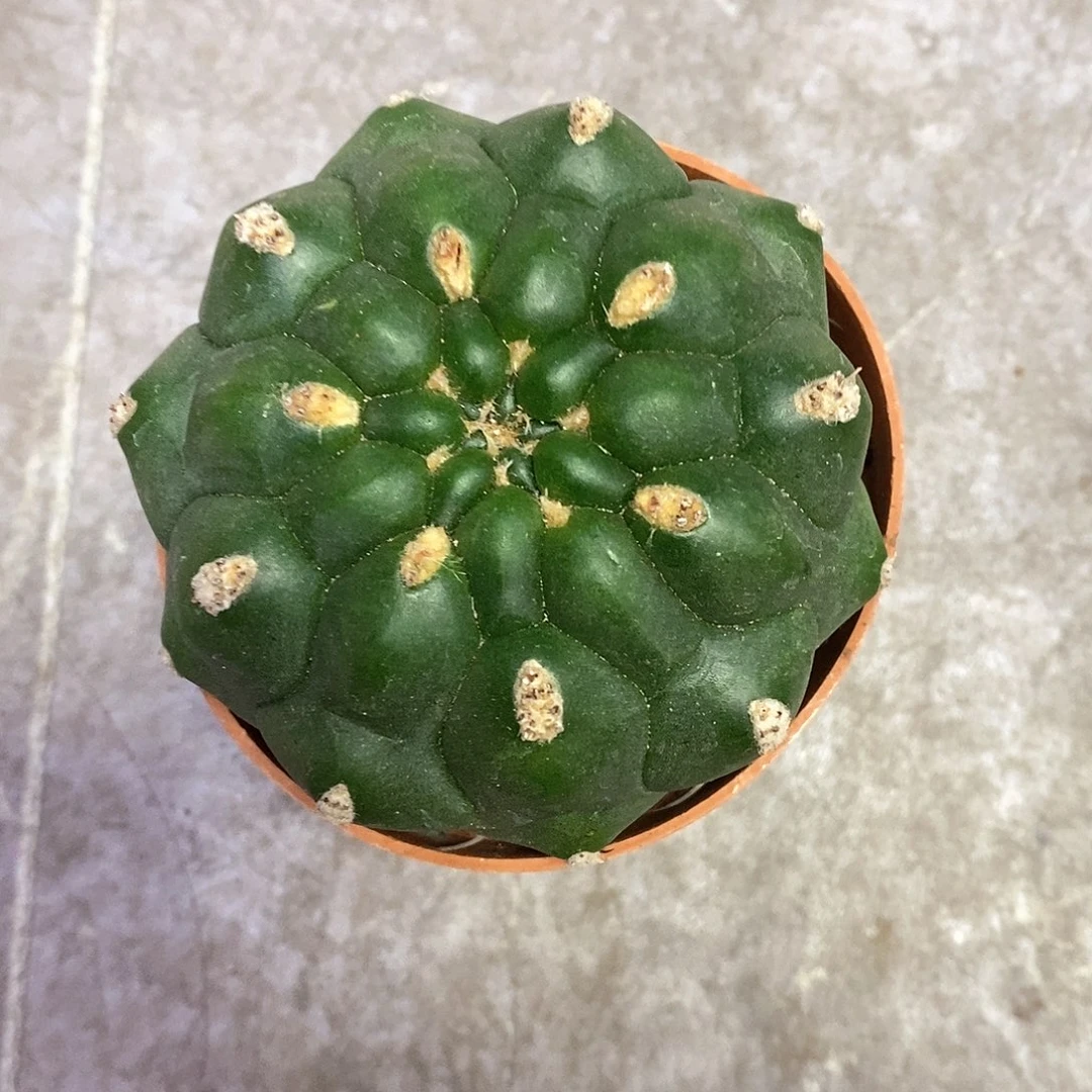 一物一拍仙人球123