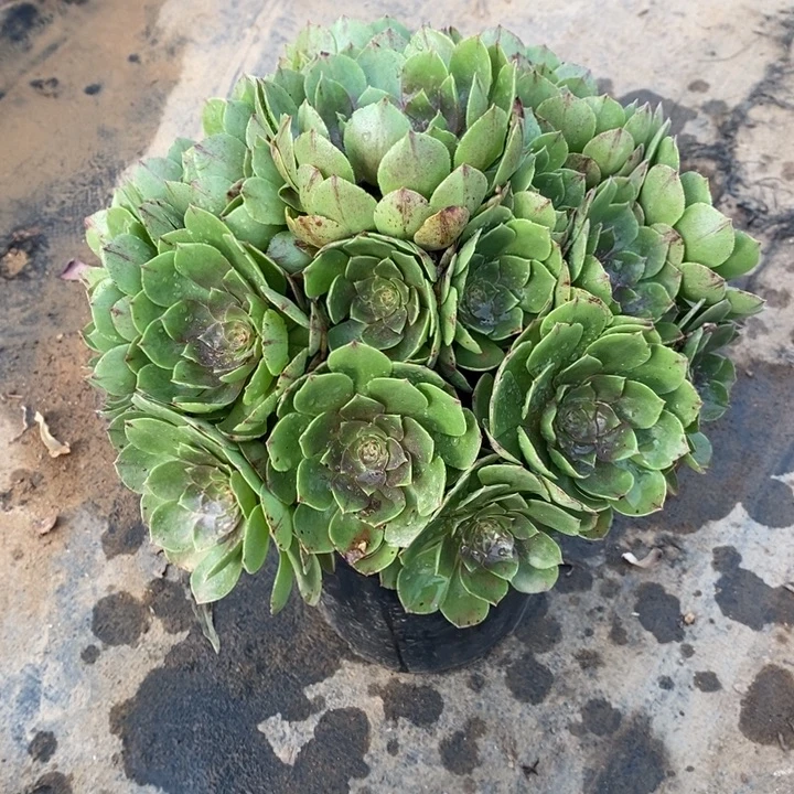 万圣节拉丝50多肉植物法师法师