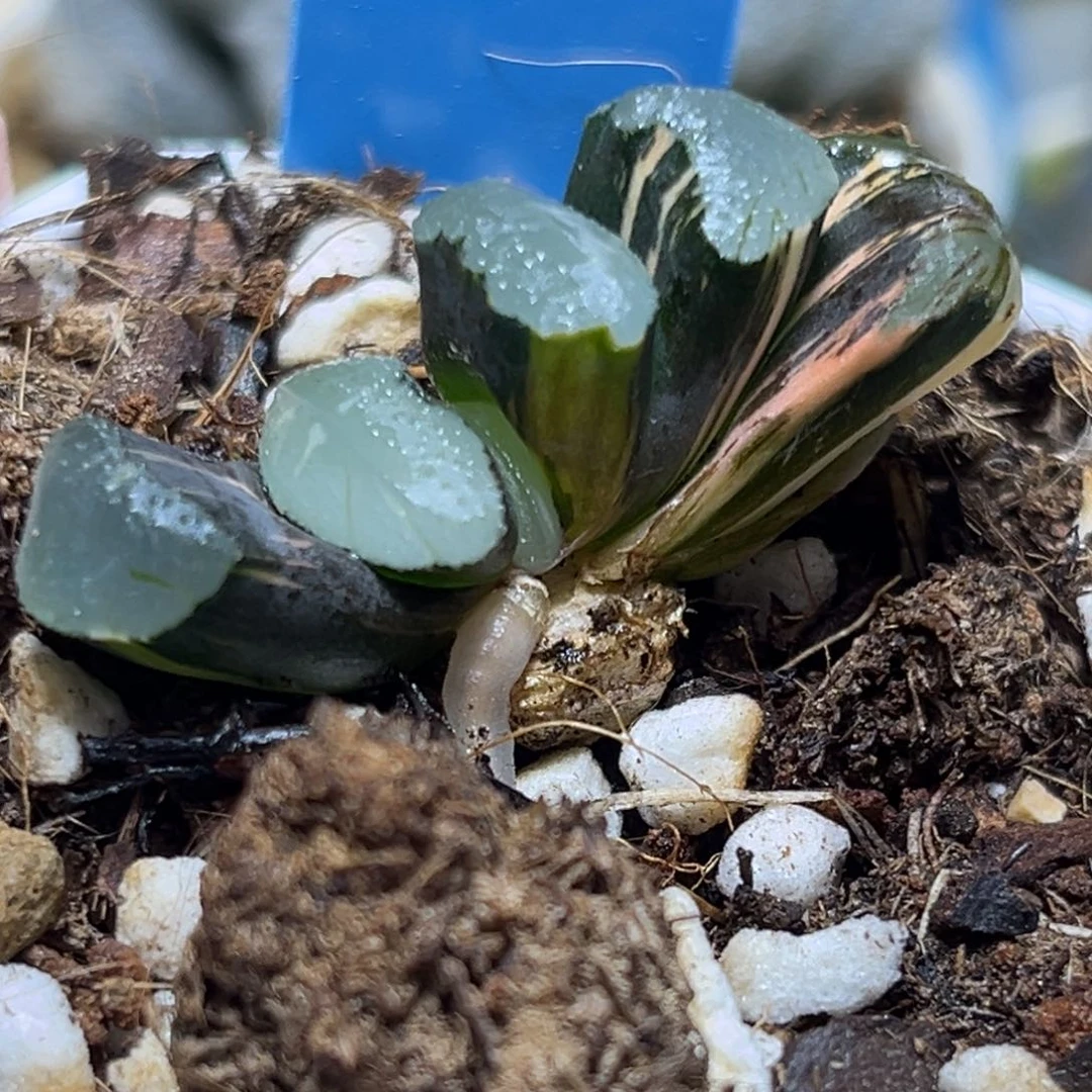 恭喜发财大吉大利683终极蓝