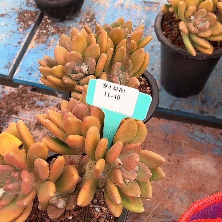 11.40南果奶一个脱土