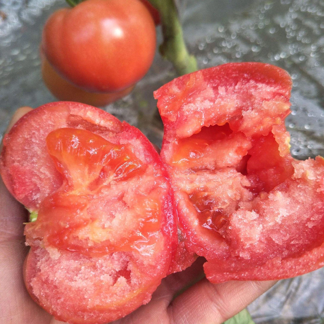 开原大柿子起沙皮薄