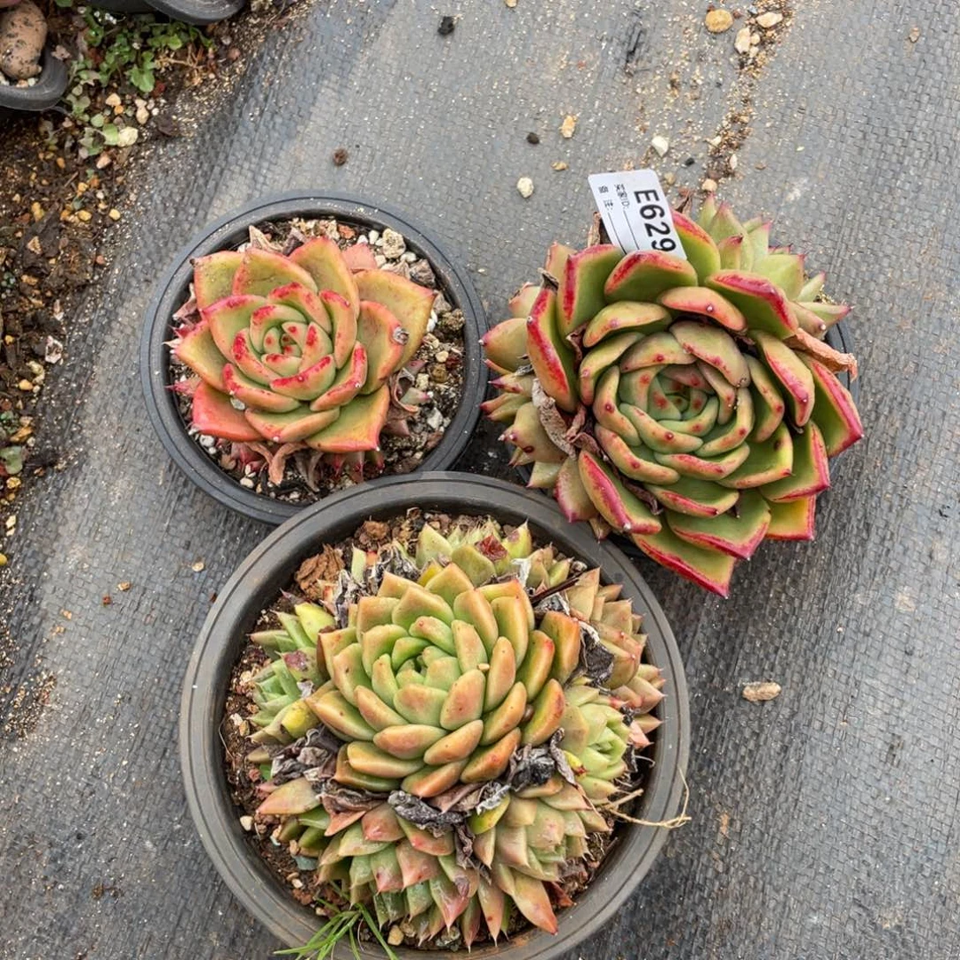 无花朵若如东云组拍E629