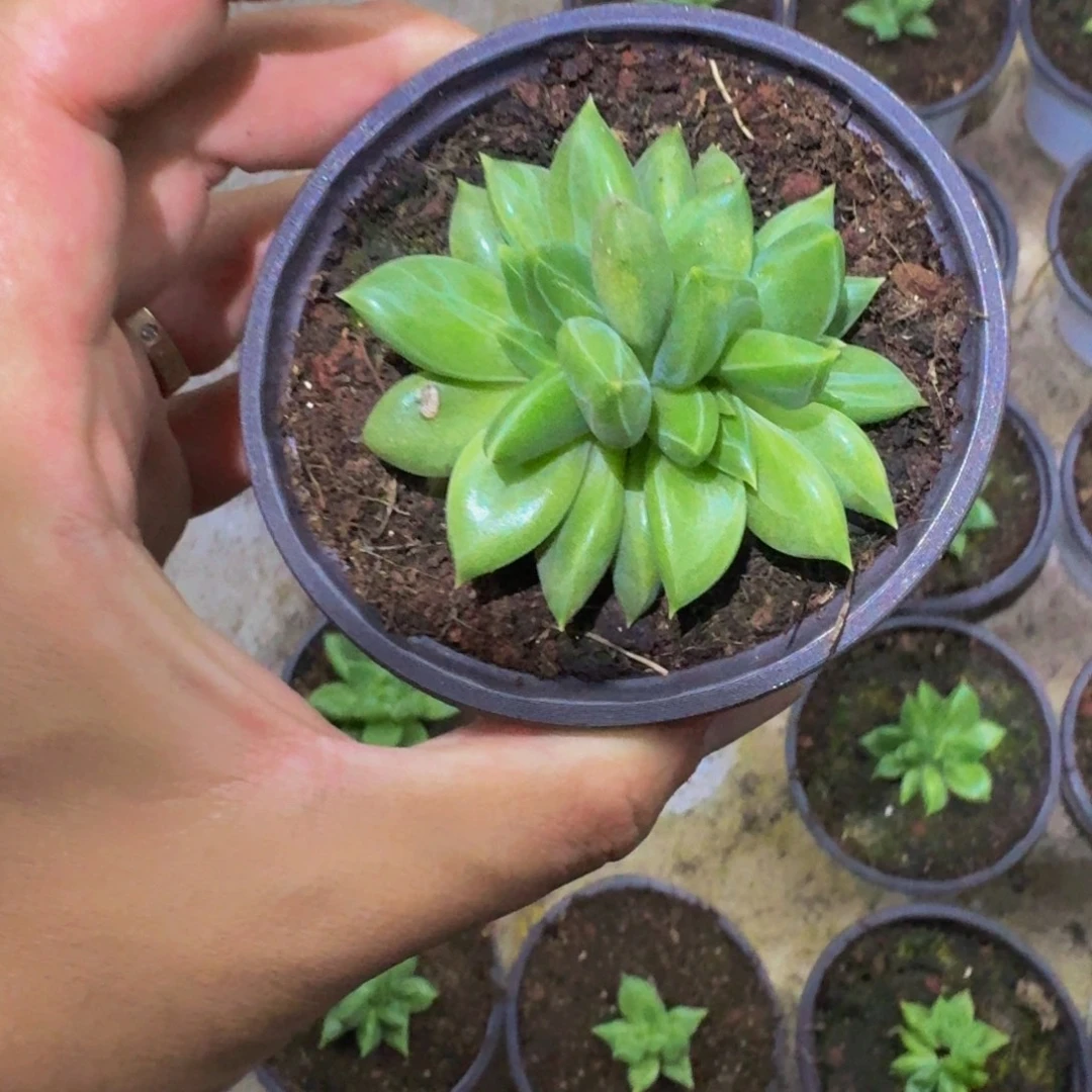 黄千手 4头 一物一拍