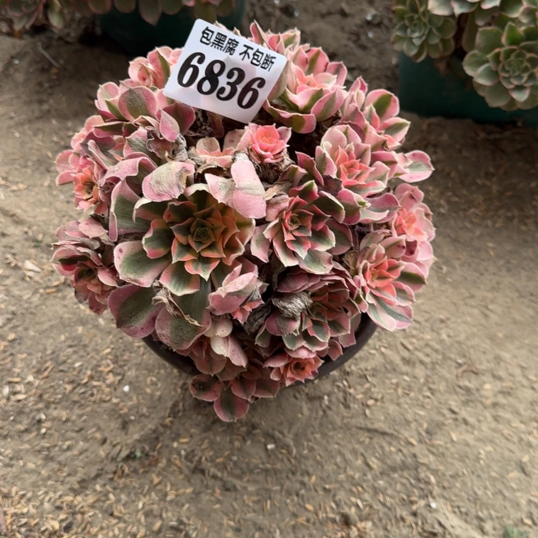 琴***琴法师粉女巫6836 16-4