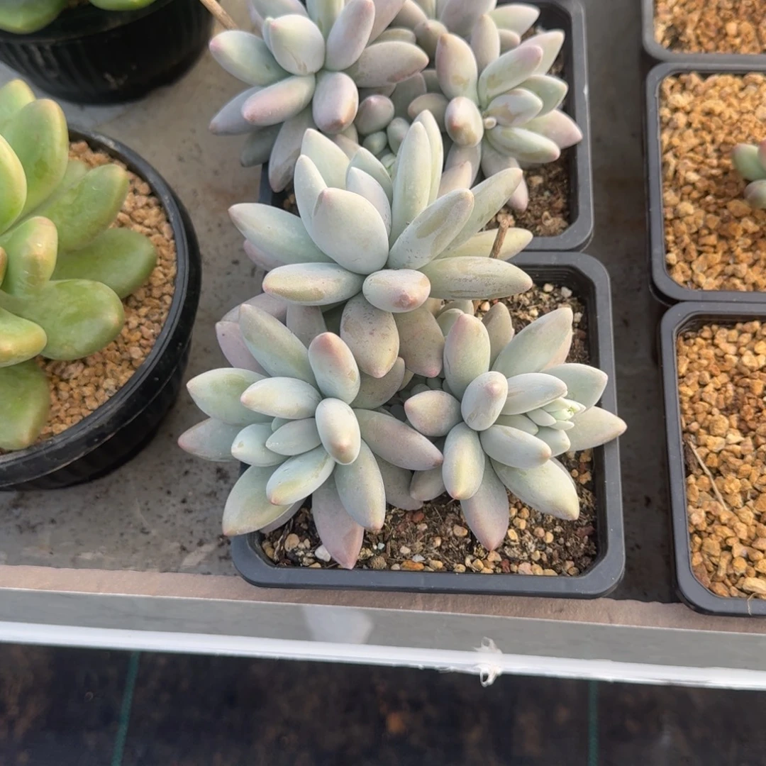 企鹅 3头  一物一拍