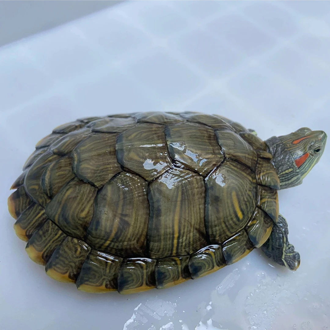 直播活体巴西龟红耳龟观赏宠物小乌龟家养水龟耐活好养专属链接