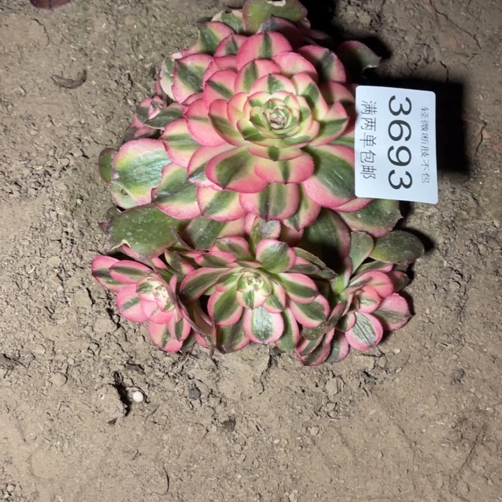 3693荔枝的人多肉的