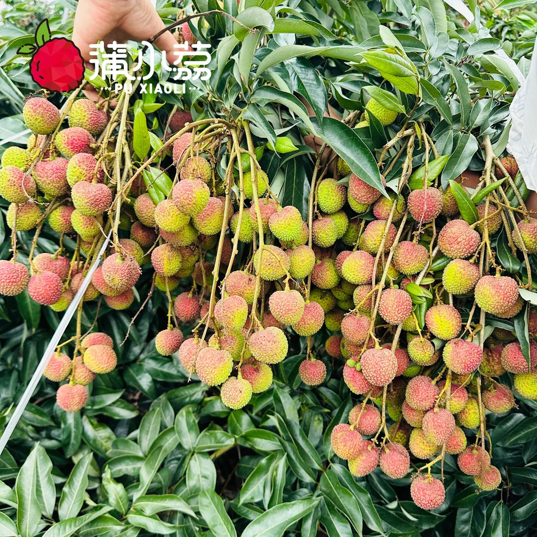 蒲小荔【顺丰川渝包邮】合江荔枝四川合江现摘现发妃子笑荔枝