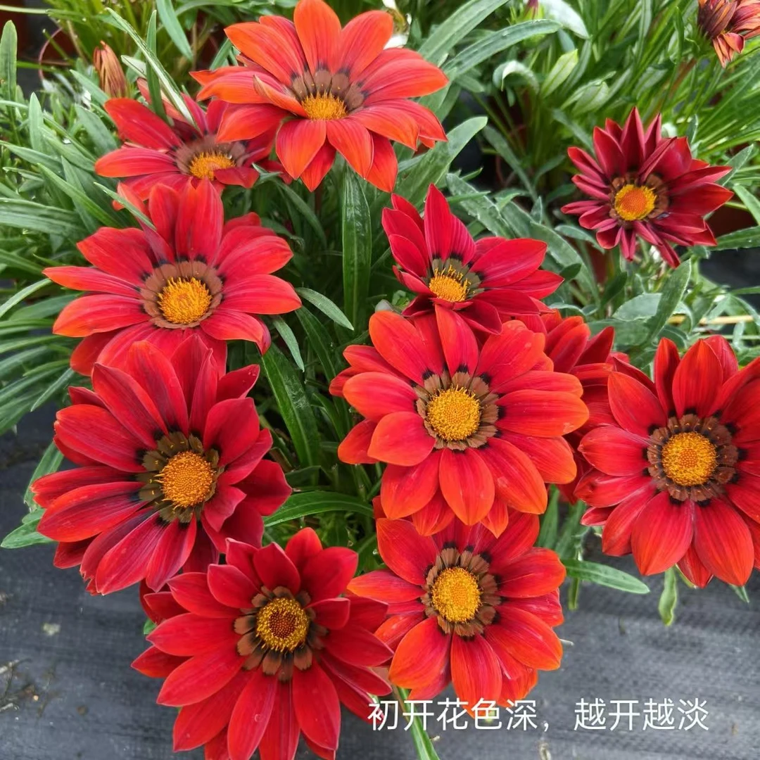 【红色勋章菊】盆栽带花苞四季开花 多年生花卉 阳台庭院耐寒植物