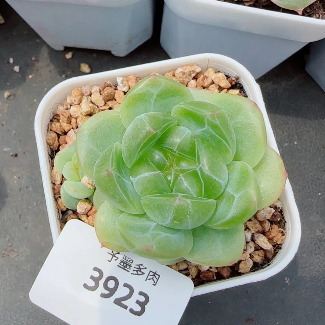 财富密码，3923多肉植物
