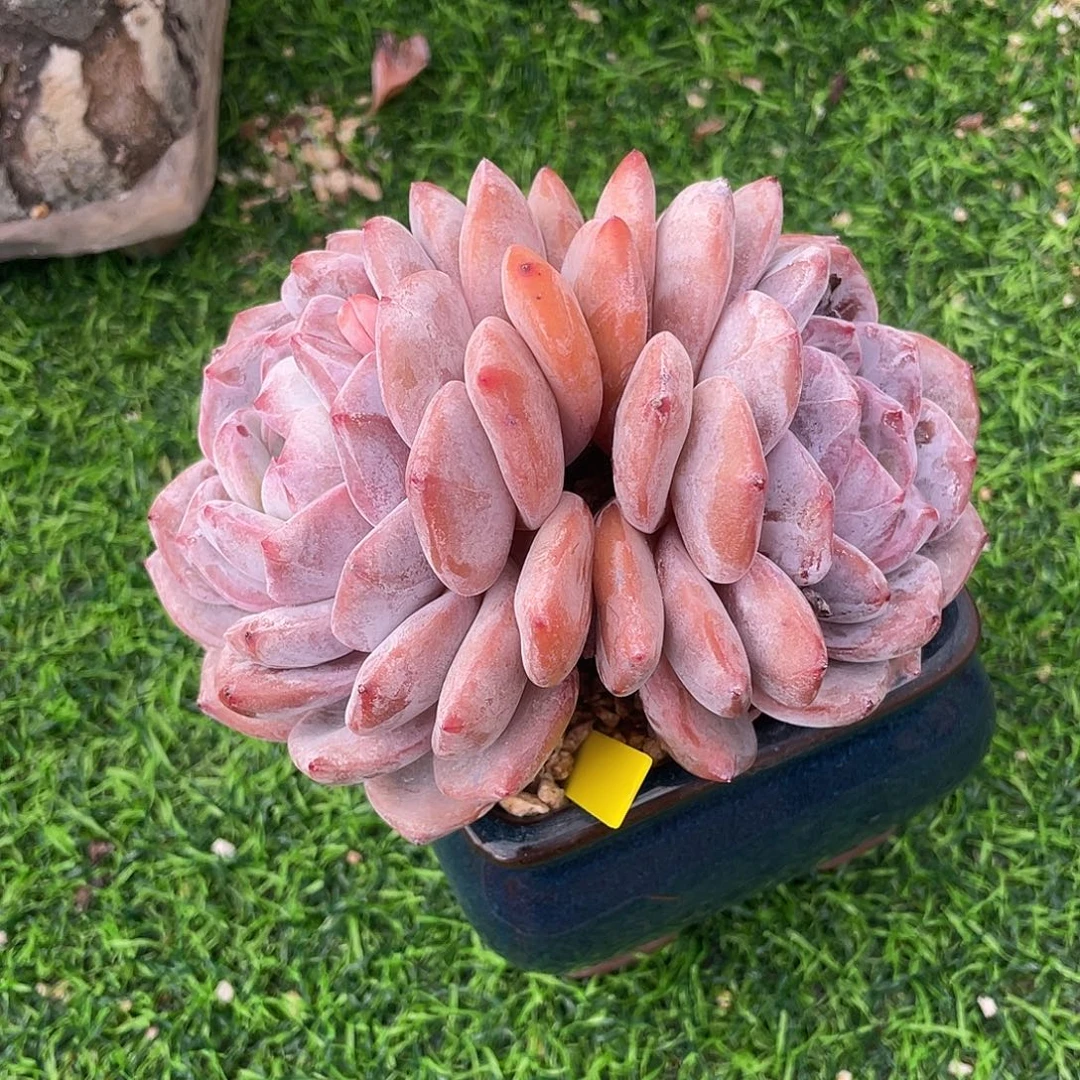 星影群生多肉植物一物一拍