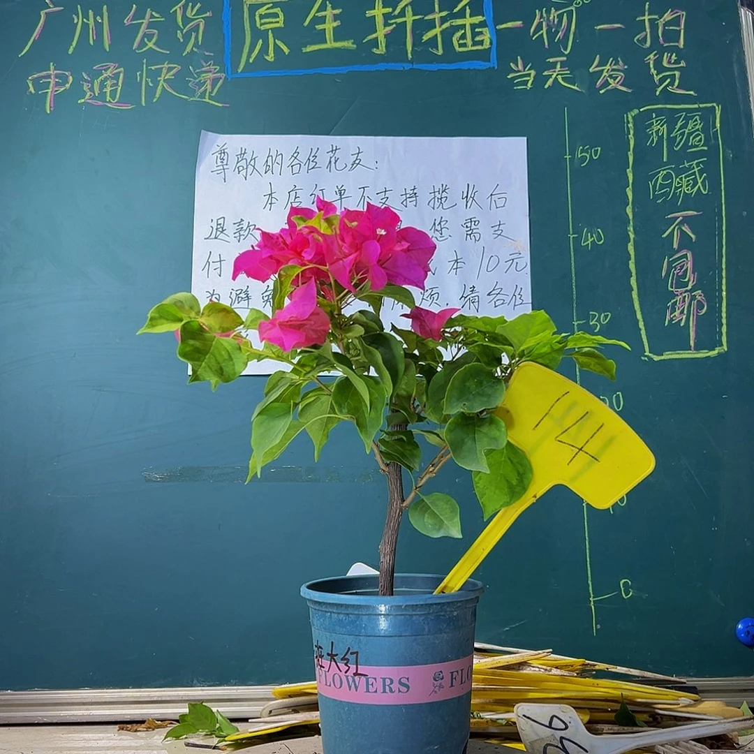 当前无花栽培后可以开花暗斑大红14