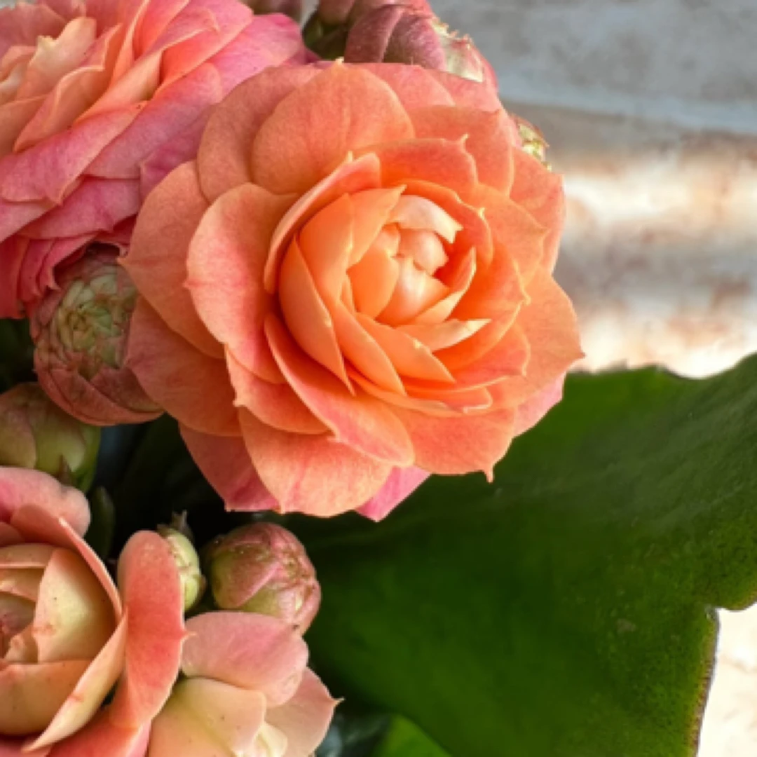 昊景  130盆超大花万圣节/橙巴黎长寿花