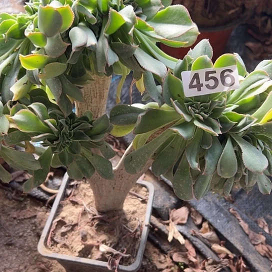 我***式多肉植物一个翡翠城