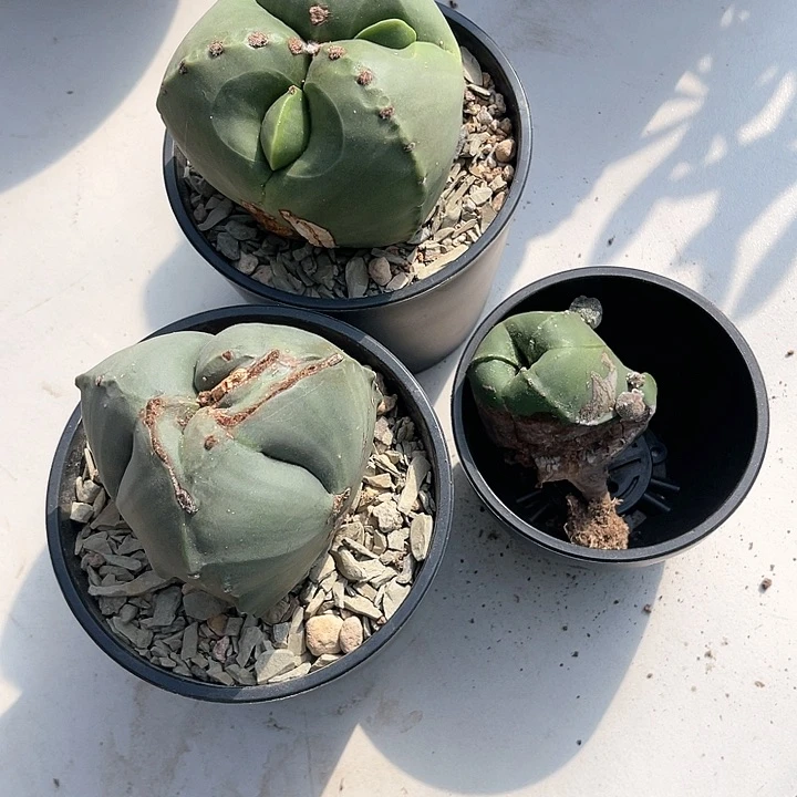 仙人球仙人球开花