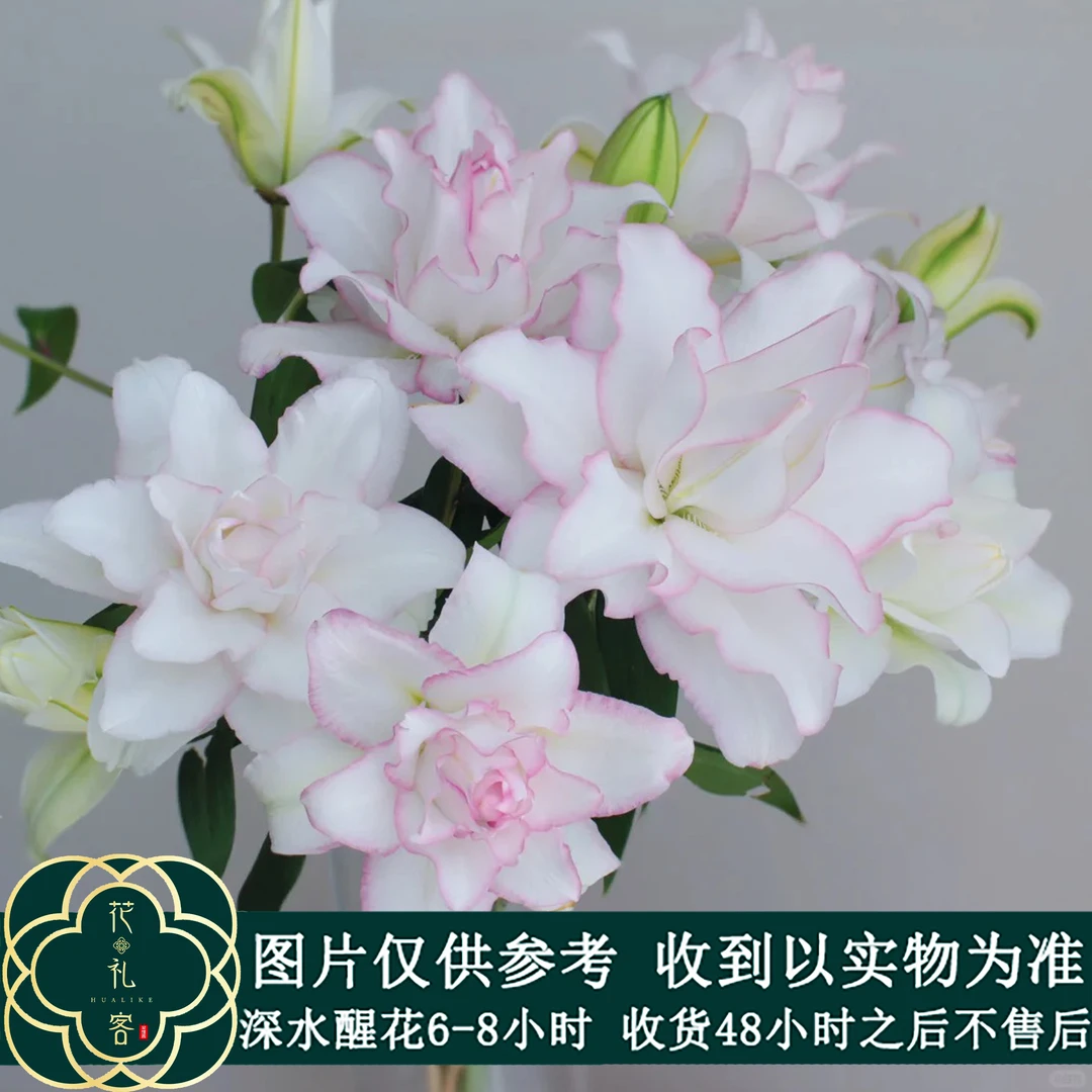 七叶花坊# 【冰美人】重瓣百合清香型 顺丰直发