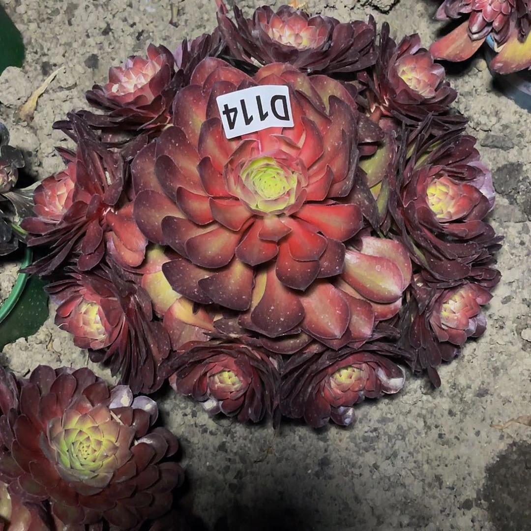 万七彩法师16/-22包邮