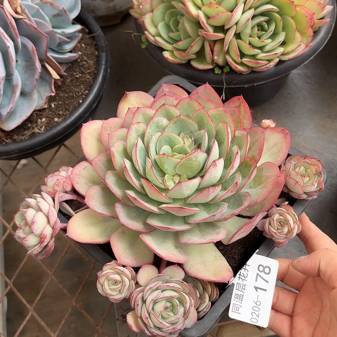 同温层多肉牡丹亭178