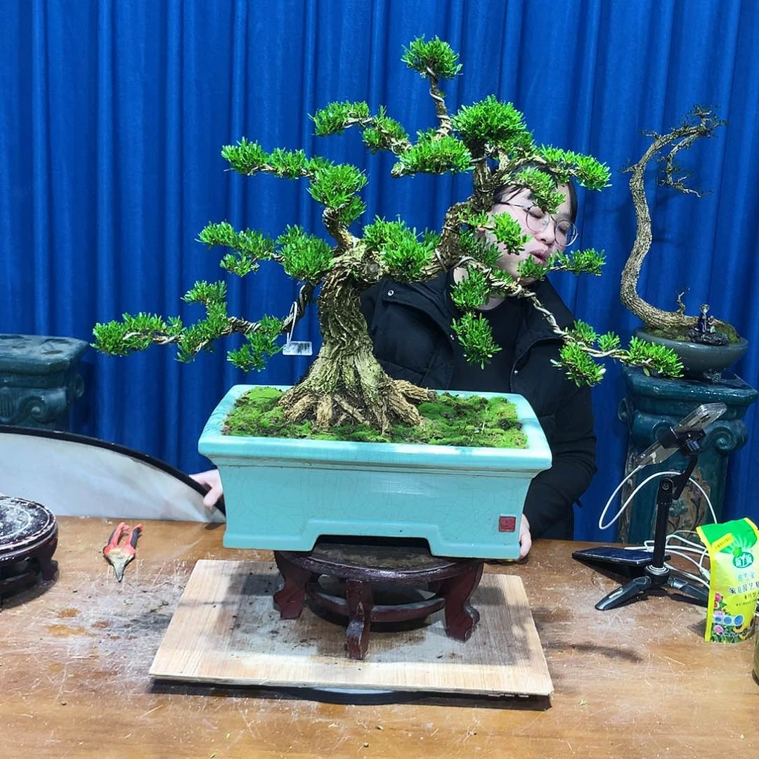 黄杨盆景一物一拍木*心