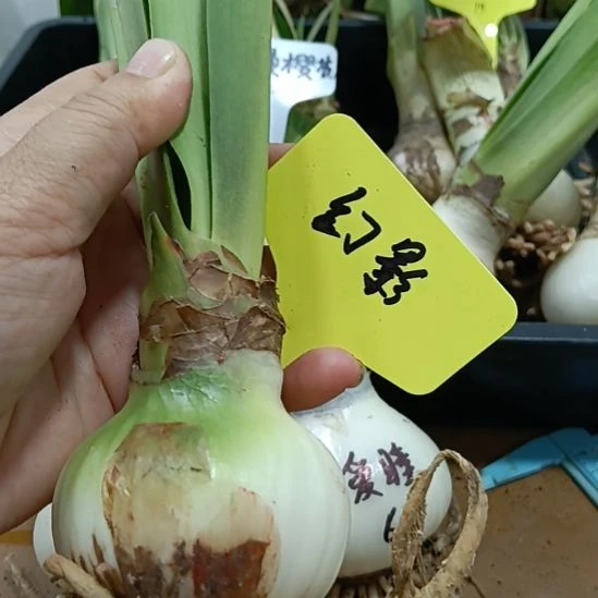 无花朵幻影5.5裸球发货
