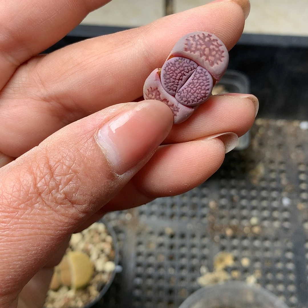 K733多肉植物保护研究所