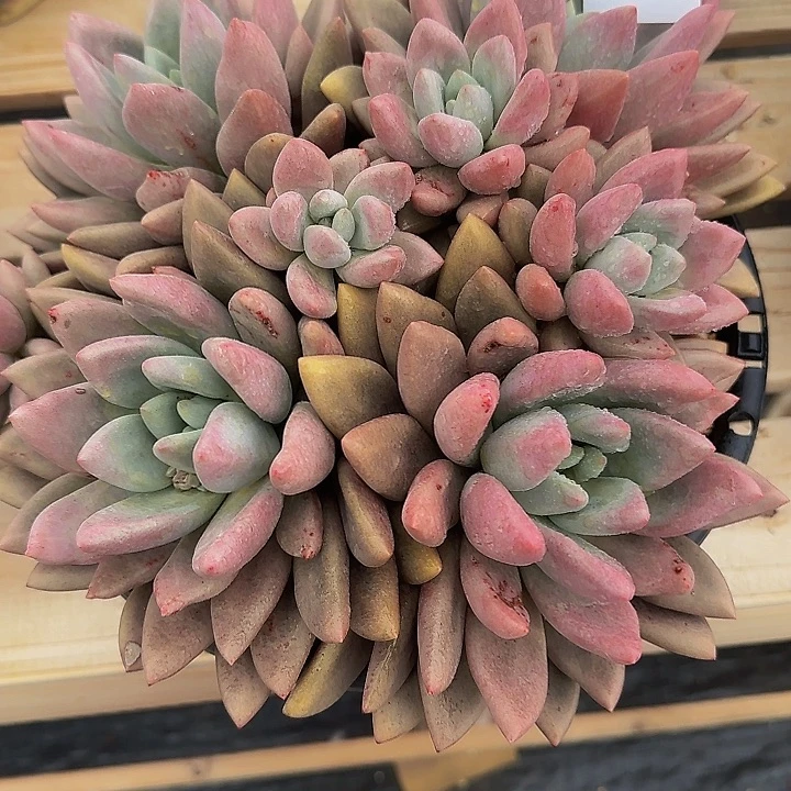 贾****J1821催BS补补爸爸啊