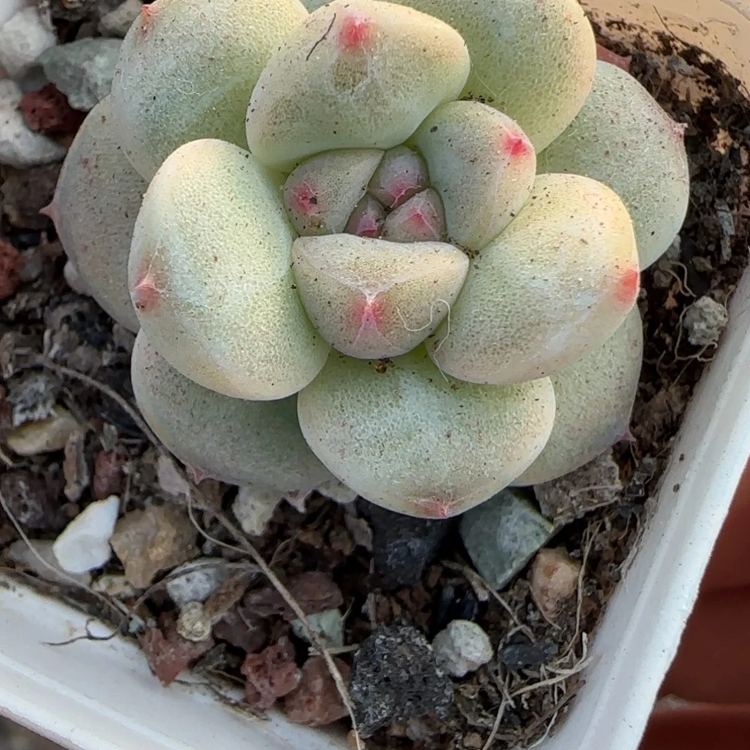 小卡拉米糖心一物一拍