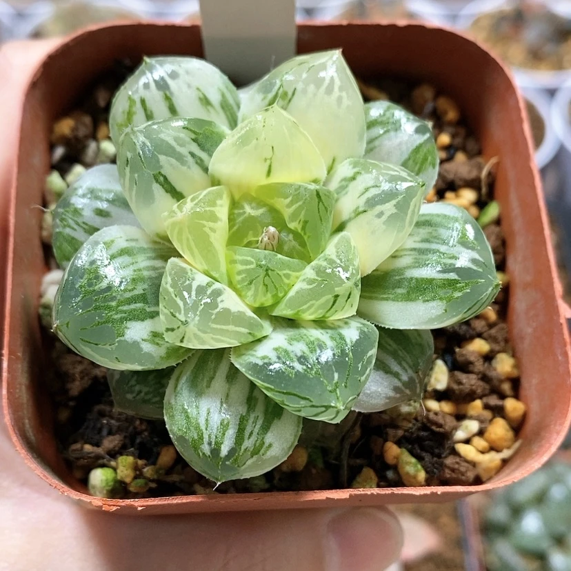 【闪购商品】17玛琳玉露锦