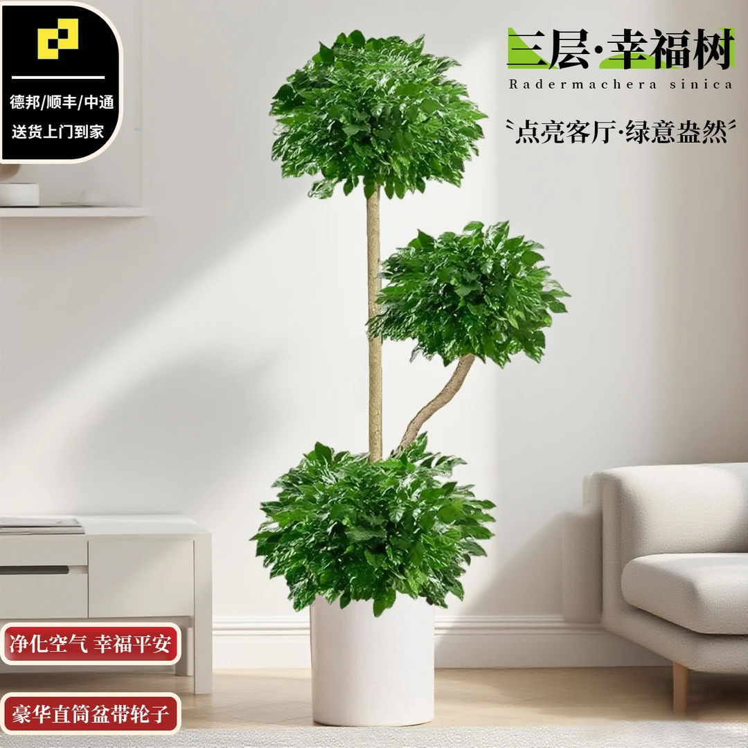 【三层幸福树】1.5-1.7米老桩室内客厅办公室美观净化空气绿植盆栽