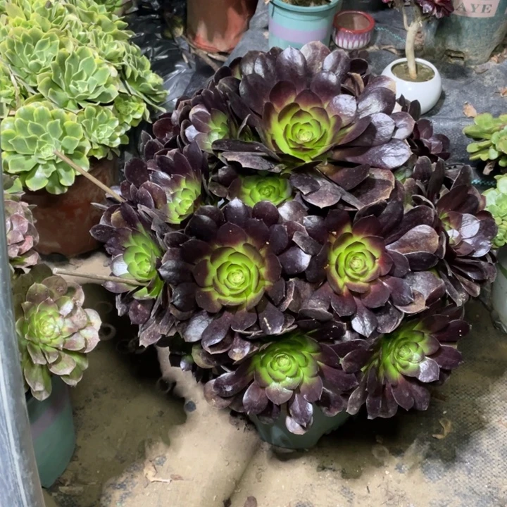 9赤焰莲多肉植物多肉