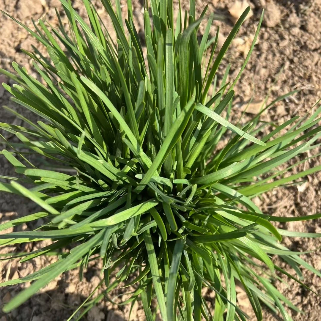 苏北农村老乡家前屋后长的时令韭菜（中通）