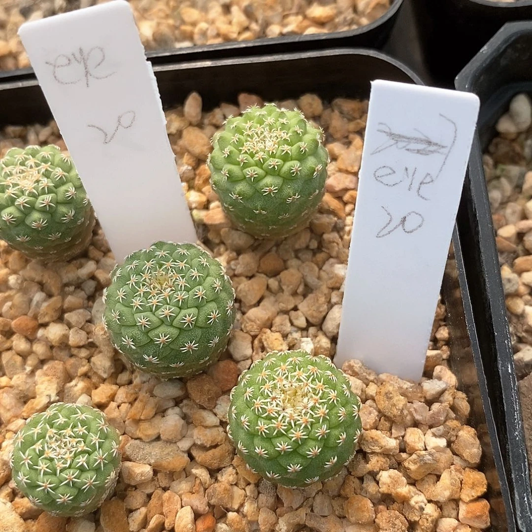 E****o土土土花花花花花花花花花花